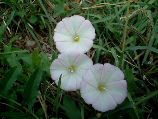 Convolvulus arvensis / Vilucchio comune